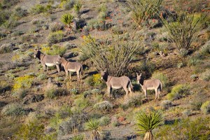 photo by Marjorie Farabee of Wild Horse Freedom Federation