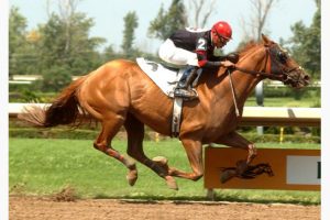  MICHAEL BURNS / MICHAEL BURNS PHOTO Thoroughbred race horse Backstreet Bully finished first in this August 2008 race at Fort Erie. The race horse changed ownership after retirement and was sent to slaughter, despite frantic last-minute pleas to save his life by people who knew the horse had been given veterinary drugs over his lifetime that made him unsafe for human consumption.
