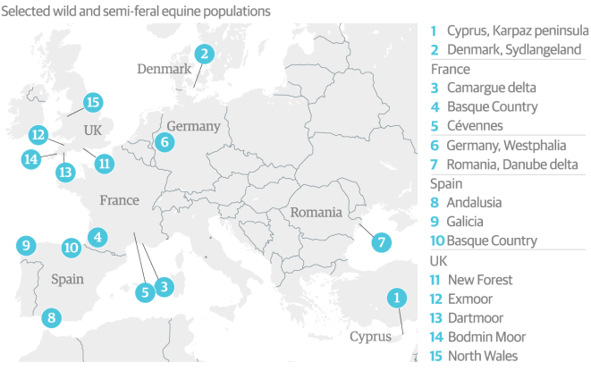 wild_horses_europe-3-0-0