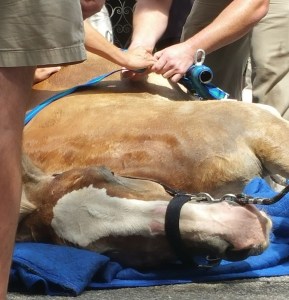 Blondie's accident left him on the pavement for nearly two hours before a crane righted him - COURTESY OF CHARLESTON ANIMAL SOCIETY