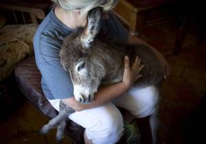 Donkey Ricky Bobby has been adopted by Johanna Wilson, a staff member of the Humane Society of North Texas. - photo by Joyce Marshall