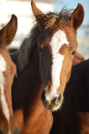 0.Par.45610.Image.300.451.1