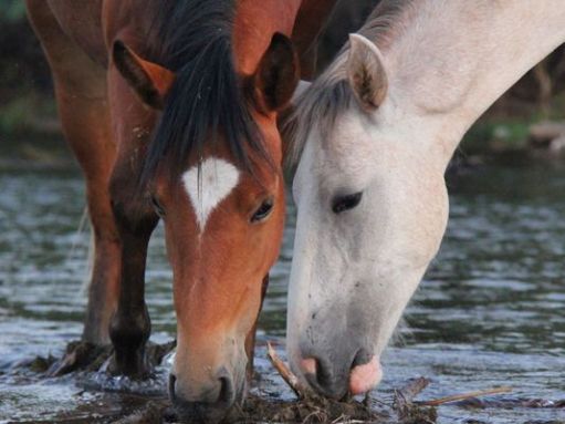 635743344750255767-wildhorsesdrinking