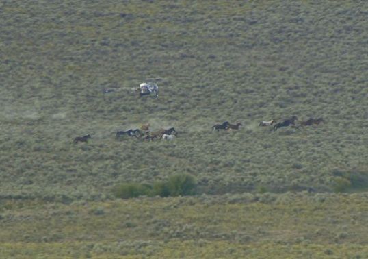 635764763733462346-horse