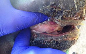 horse mouth with vesicular stomatits