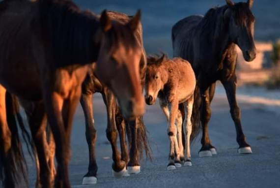 1003499911%20HORSE_RDP_082%2315_6