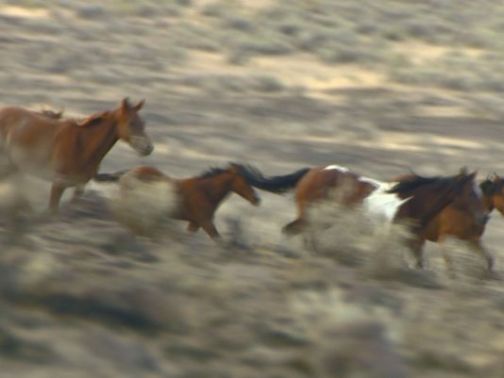 635763630604677565-wild-horse-gather-25