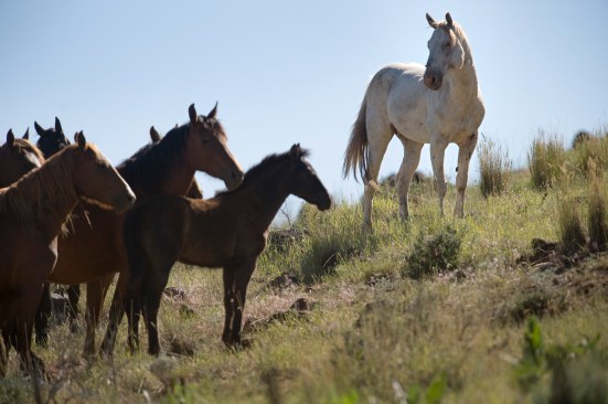 LEDE: A white stallion, right, looks over his band of wild mustang mares on BLM land near Susanville, Tuesday, June 29, 2010. BLM plans for an early August roundup of 1,800 wild horses near Susanville that has legal groups, animal rights activists and enviromentalists in an uproar.
