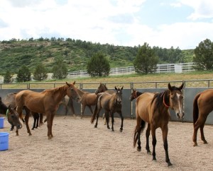 DFL-Harmony-2_1441257229487_23573561_ver1.0_640_480