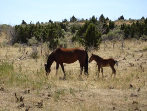 horse_photos.Par.85398.Image.500.375.1