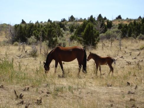 horse_photos.Par.85398.Image.500.375.1