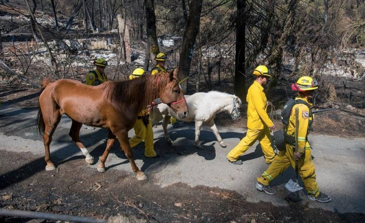 photo courtesy of the Sacramento Bee