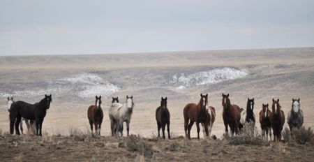 wild_horses.Par.1257.Image.450.232.1