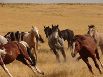 wild_horses.Par.15440.Image.350.263.1