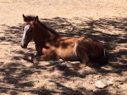 635743090423547027-davis-horses3