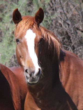 635795932458481445-horse1