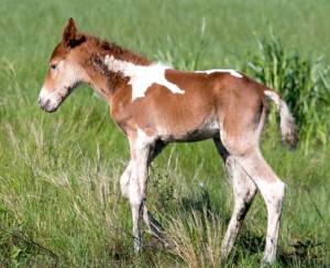 Dreamer's Faith (Photo: Chincoteague Volunteer Fire Department)