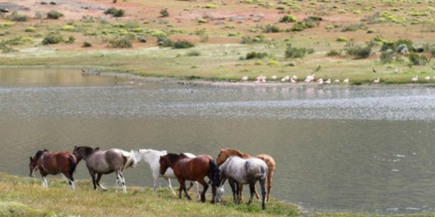 horses-change.org_
