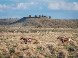 Oregon Wild Horses
