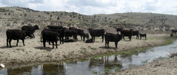 Cattle-water_Bryce-Gray-620x264