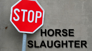 stop_sign_horse_slaughter