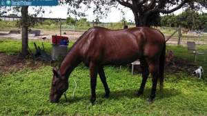 Thunder was stolen from his home in South Florida over the past weekend and slaughtered for his meat, according to a story in the Miami Herald. (Provided by Miami-Dade Police Department)