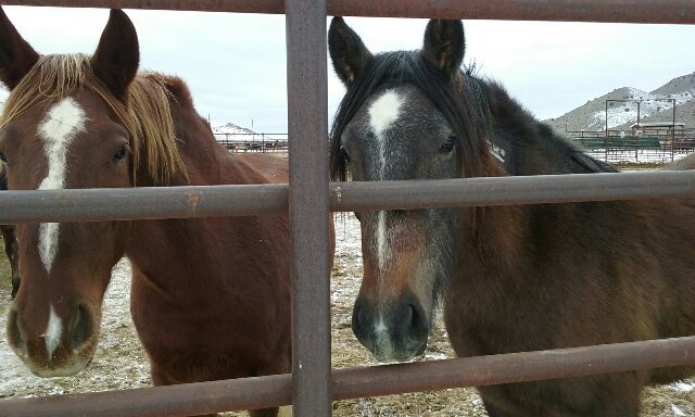 1910280_10156890097605131_2579380086106627730_n