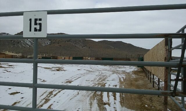 1936138_10156889991510131_2082075497787093784_n