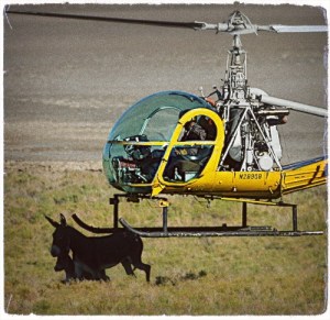 BLM's method of "humanely" rounding up wild burros