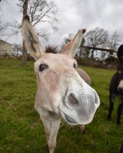 12540544_997190463658221_2432138757938191110_n