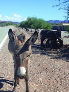 Highway along Colorado river has NO wildlife underpass or crossing