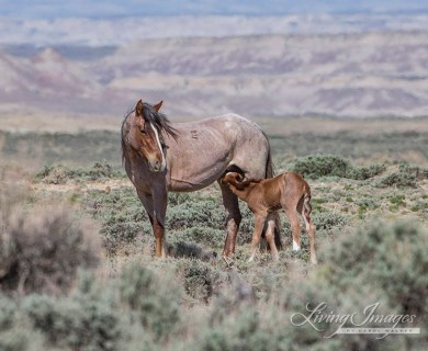 AdobeTown-115CarolWalker