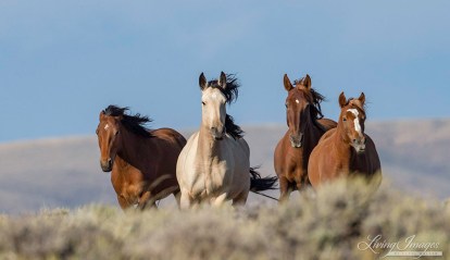 CarolWalkerWhiteMountain-001