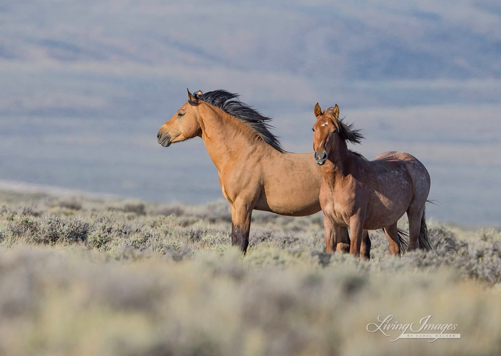 photo by Carol Walker of Wild Horse Freedom Federation