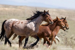 wild horses, mustangs in White Mountain, WY - red roan stallion and mares and foals