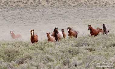 CarolWalkerWhiteMountain-034