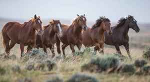 Carol Walker: At McCullough Peaks Herd Management Area in Wyoming, Walker caught a family of wild horses in early morning with a Canon EOS-1D X and 600mm f/4L IS II Canon EF lens. Exposure was 1/1000 at f/4, ISO 1250.