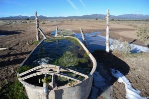 Cattle watering station near Cave Valley, NV