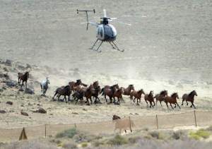 (Al Hartmann | Tribune file photo) The BLM used helicopters to steer wild horses into holding pens last July in an effort to remove the animals from state trust lands at Blawn Wash about 35 miles southwest of Milford. Dozens of horses soon returned and Utah is now suing BLM, demanding the agency remove horses from its lands across the West Desert.