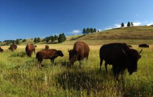 393346 04: Bison graze in Custer State Park, August 13, 2001 in the southern Black Hills of South Dakota. Millions of bison were slaughtered by white hunters who pushed them to near-extinction by the late 1800''s. Recovery programs have brought the bison numbers up to nearly 250,000. (Photo by David McNew/Getty Images)
