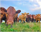 cattle-usda