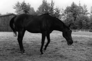 Now-retired Zippy Chippy descended from champions -- but finished with a professional record of 0 for 100. Photo: Courtesy of Emily Schoeneman