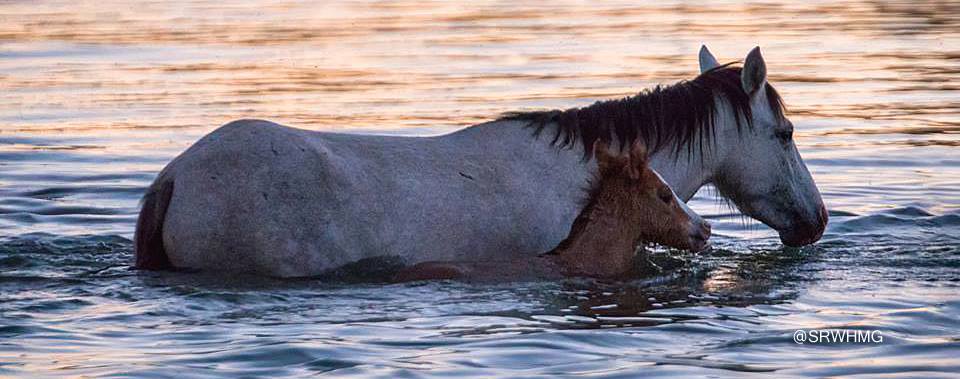 photo courtesy of Salt River Wild Horse Management Group