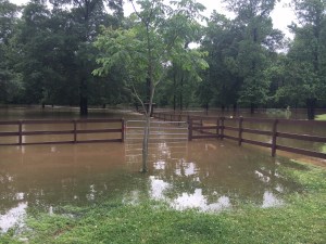 Back pastures gone, creeping up into the backyard.