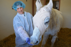Penn Vet New Bolton Center surgeon Dr. Nikki Scherrer stands with 20-year-old Lily after successfully removing her sightless right eye. ~ Source/Penn Vet New Bolton