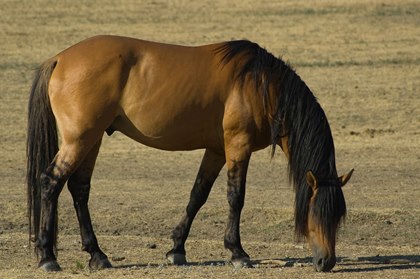 mustang-grazing-istock