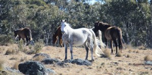 Snowy Mountain Brumbies
