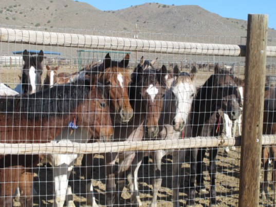 In this June 5, 2013 photo, some of the hundreds of mustangs the U.S. Bureau of Land Management removed from federal rangeland peer at visitors at the BLM's Palomino Valley holding facility about 20 miles north of Reno in Palomino Valley, Nev. The Cloud Foundation and Friends of Animas are petitioning the U.S. Fish and Wildlife Service to declare wild horses threatened or endangered in North America under the Endangered Species Act. (AP Photo/Scott Sonner)