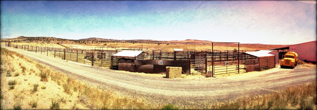 BLM Hines Holding Facility - Home of Frankenstein Sterilization Experiments ~ Photo by R.T. Fitch of Wild Horse Freedom Federation