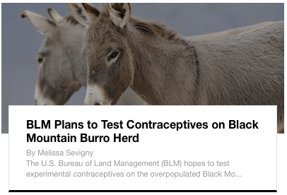 BM Burro Herd